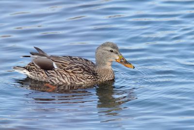 Canard colvert