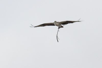 Balbuzard pcheur