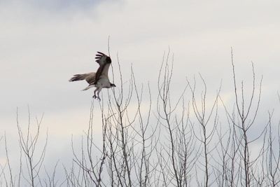 Balbuzard pêcheur