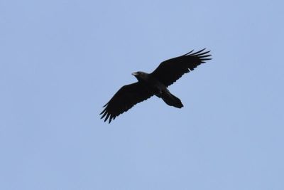 Grand Corbeau