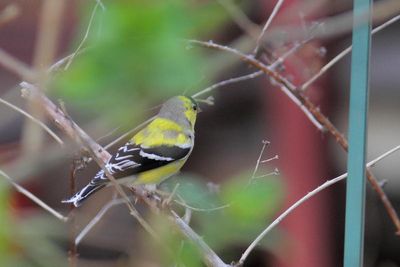 chardonneret jaune