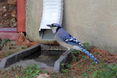 Geai bleu