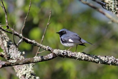 Oiseaux mai 2025