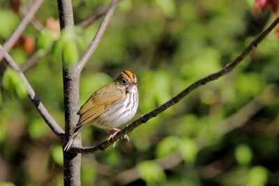 Paruline couronnée