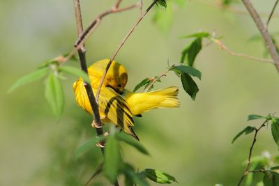 Paruline jaune