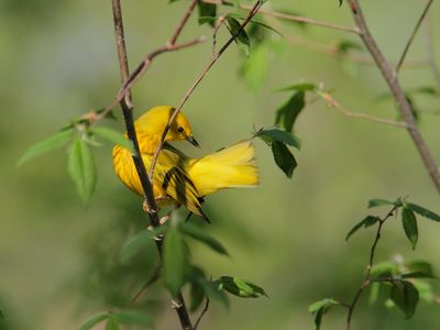 Paruline jaune