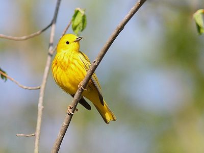 Paruline jaune