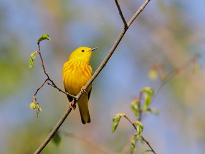 Paruline jaune