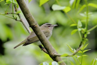 Oiseaux mai 2025