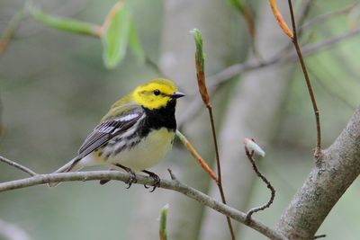 Oiseaux mai 2025