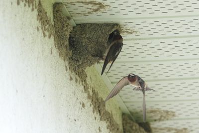 Oiseaux mai-juin 2025