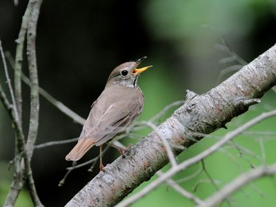 Oiseaux mai-juin 2025