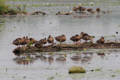 Canard colvert