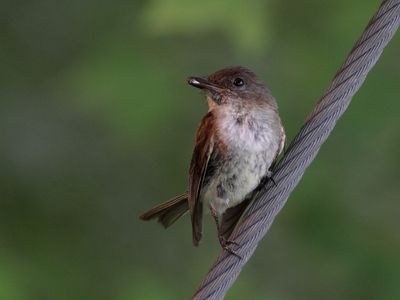 Oiseaux Juillet-Aot 2025
