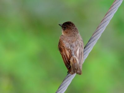 Oiseaux Juillet-Aot 2025