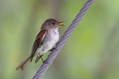 Oiseaux Juillet-Aot 2025