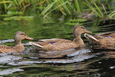 Canard colvert