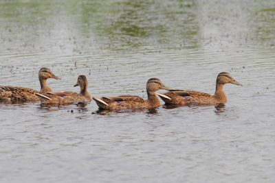 Canard colvert