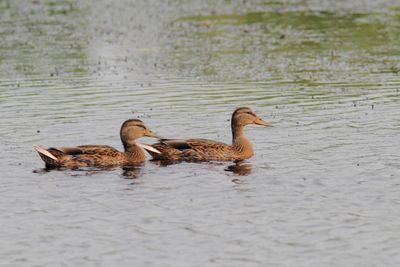 Canard colvert