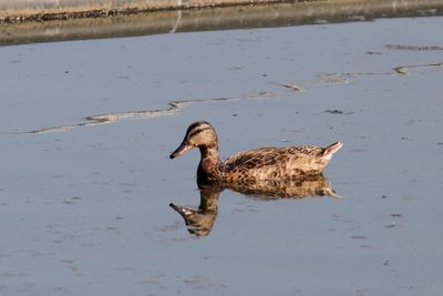 Canard colvert