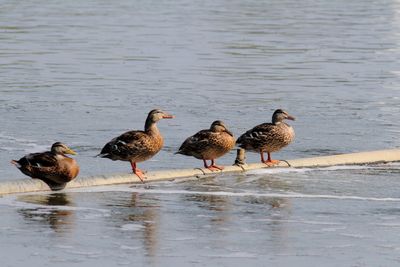 Canard colvert