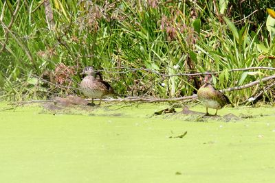 Canard branchu