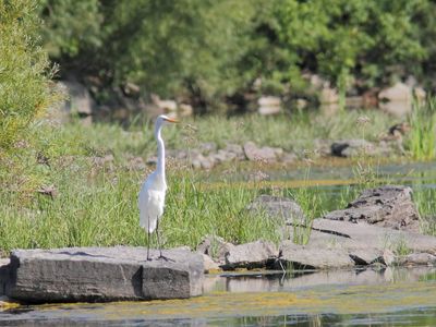 Grande Aigrette
