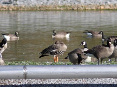 Oiseaux Automne 2025