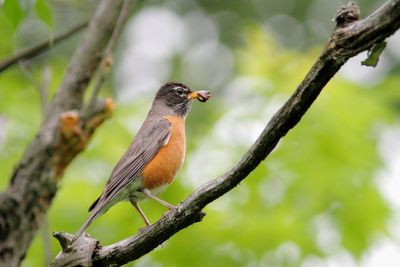 Oiseaux mai-juin 2025