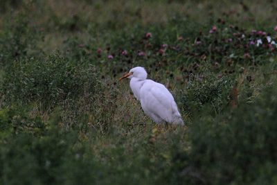 Oiseaux Automne 2025