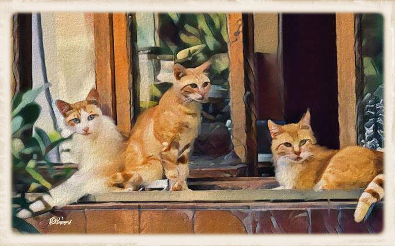 Cats at Home