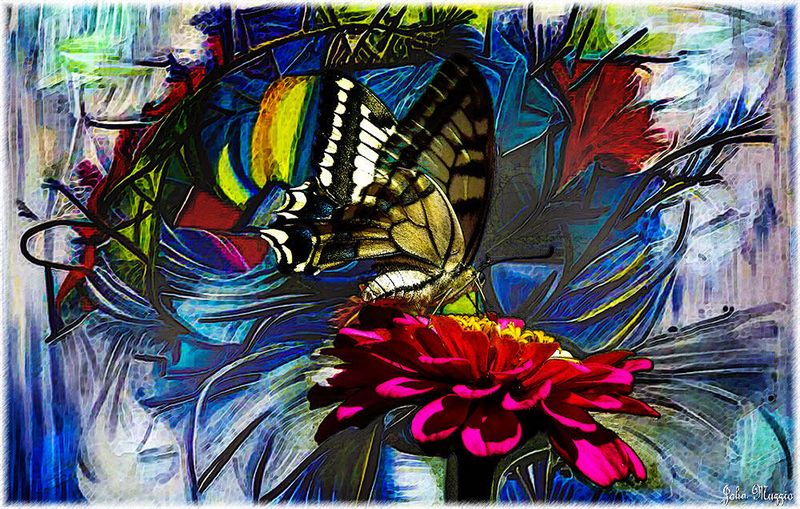 Butterfly