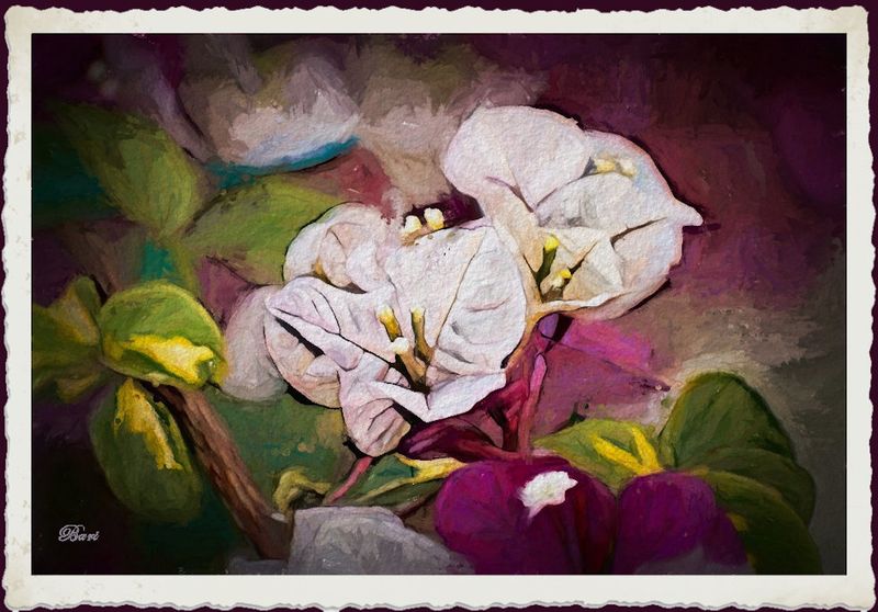 Bougainvillea in Oil