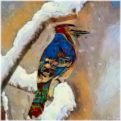 Bird
