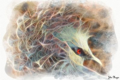 Bird