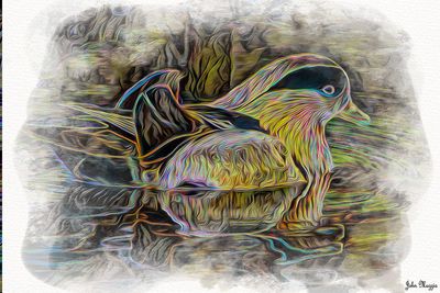 Duck