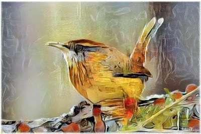 Bird