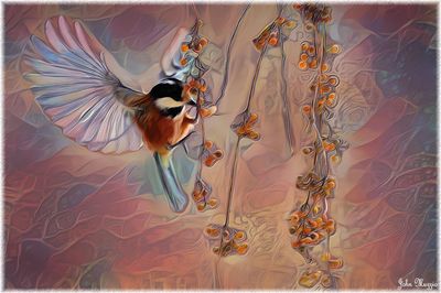 Bird
