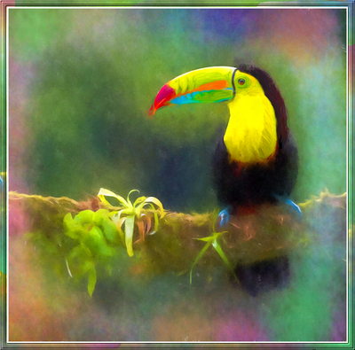 Toucan 1