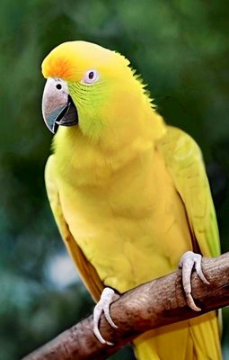 The Yellow Parrot 