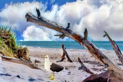The Gull