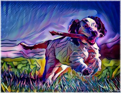 Dog