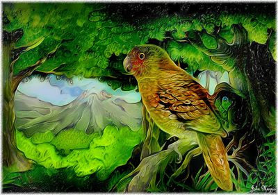 Bird
