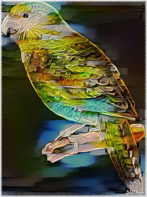 Bird