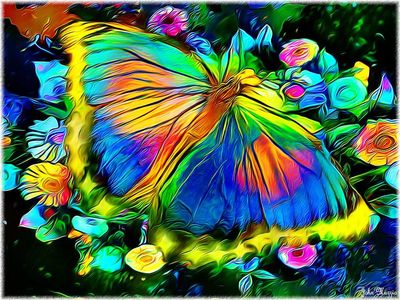 Butterfly