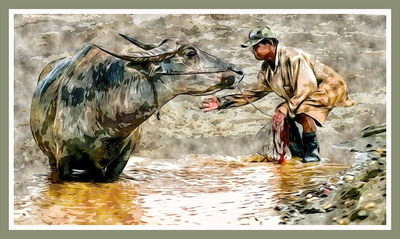 Man tending his water buffalo