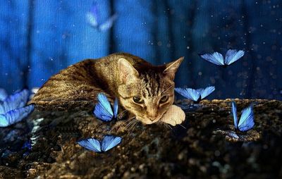 Dimitri and Butterflies