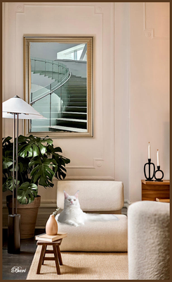 Cat at Home