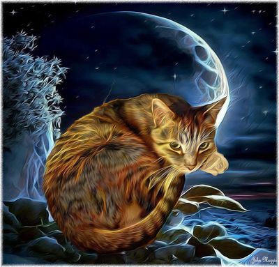 Cat