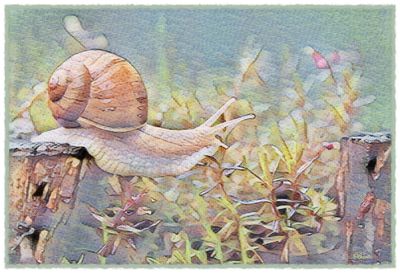 Snail at Home